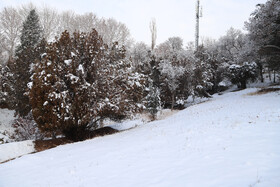 بارش برف در شهر زنجان