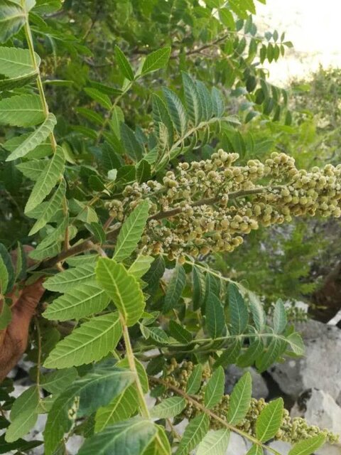 آماده‌سازی ۳ پرونده طبیعی استان ایلام برای ثبت در فهرست آثار ملی