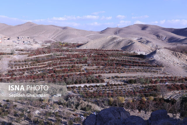 افین، پایتخت زرشک بی‌دانه جهان، در مسیر ثبت به‌عنوان دهکده جهانی