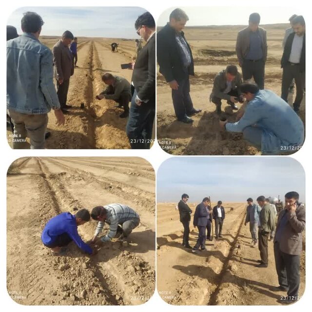 کشت گیاه دارویی کاپاریس در دهلران برای نخستین بار