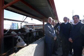 بازدید منوچهر حبیبی استاندار کرمانشاه و محمد رشیدی و فضل اله رنجبر نمایندگان مجلس از مرکز پرورش دام سنگین روستای نجف آباد در بخش فیروزآباد