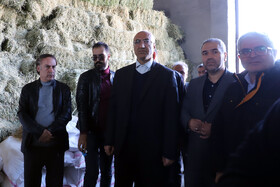 بازدید منوچهر حبیبی استاندار کرمانشاه و محمد رشیدی و فضل اله رنجبر نمایندگان مجلس از مرکز پرورش دام سنگین روستای نجف آباد در بخش فیروزآباد