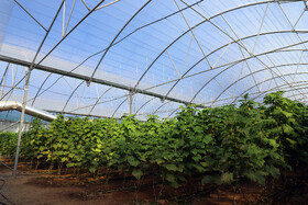 بازدید منوچهر حبیبی استاندار کرمانشاه و نمایندگان مجلس از یک مرکز دانش بنیان کشاورزی در بخش فیروزآباد