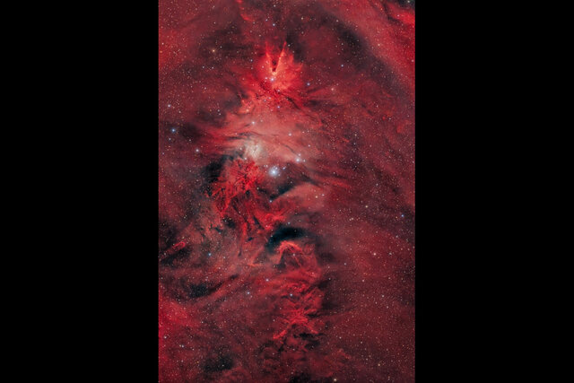 تک‌شاخ، خز روباه و درخت کریسمس در آسمان!