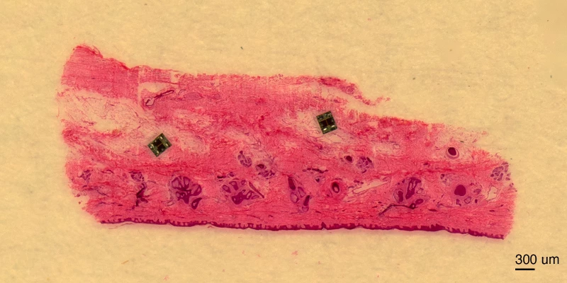 کوچکترین ربات جهان ساخته شد