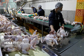 تولید ۳۹ هزار تن گوشت مرغ در سیستان و بلوچستان طی سال جاری