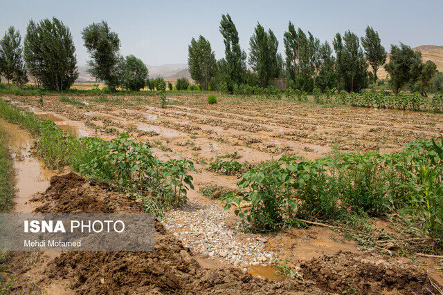 برآورد خسارت ۴۷۵۰ میلیاردی سیل به کشاورزی سیستان و بلوچستان