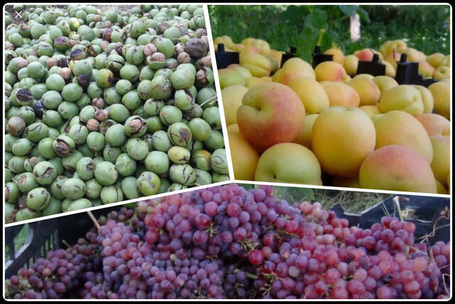 برداشت ۳۱۰۰ تن محصول از باغات شهرستان ایلام