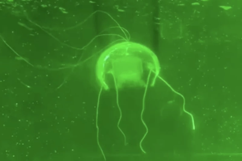 برجستهترین تقلیدهای دنیای علم و فناوری از طبیعت در سال ۲۰۲۵