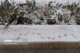 پیش‌بینی بارش برف و کاهش شدید دما در البرز