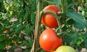 آغاز برداشت محصولات متنوع گلخانه‌ای در دهلران