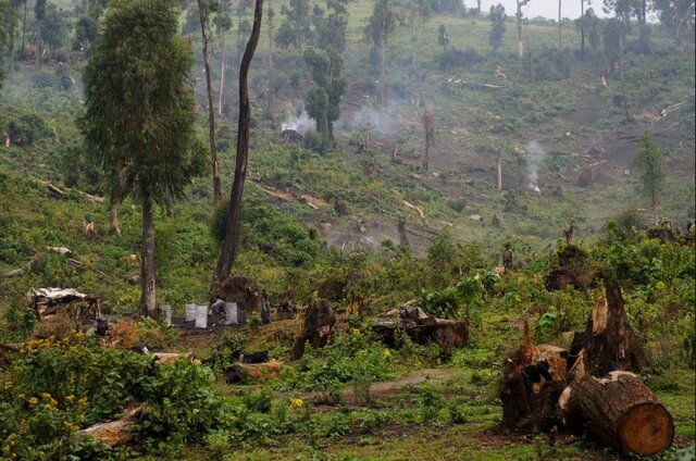 ابتکار متفاوت دانشگاه آنتورپ؛ نجات جنگل‌ با زودپز برقی