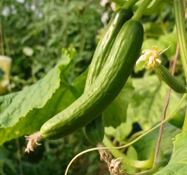 آغاز برداشت محصولات متنوع گلخانه‌ای در دهلران