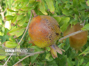 باغداری ساوه، خشکسالی و ۲۵۰۰ هکتار زخم عمیق