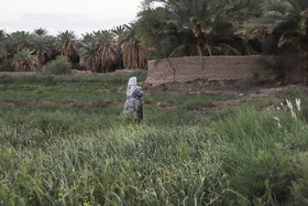 هکتارها از روستای گردشگری شفیع‌آباد شهداد زیر کشت سیر قرار دارد و محصول این منطقه از مرغوب‌ترین انواع سیر در کشور است.