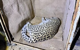 زنده‌گیری پلنگ سرگردان در شهمیرزاد