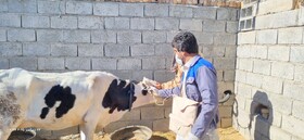 واکسیناسیون ۴۷ هزار رأس دام در سیستان و بلوچستان علیه بیماری «لمپی‌اسکین»