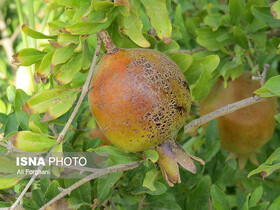 باغداری ساوه، خشکسالی و ۲۵۰۰ هکتار زخم عمیق