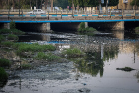 بهار و تابستان زمان اوج فعالیت این پشه است که بیشتر در هوای گرم و مرطوب جنوب ایران فعال می‌شود.