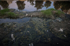 برخلاف بیشتر پشه‌ها، آئدس در روز و صبح زود بیش از شب فعال است. 