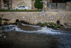 در سال‌های اخیر چندین مورد تب دنگی محلی در هرمزگان گزارش شده و نگرانی‌ها افزایش یافته است.
