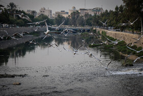 استفاده از توری، اسپری دافع حشرات و لباس‌های بلند می‌تواند تا حدود بسیاری از گزش جلوگیری می‌کند.