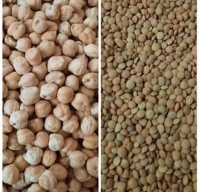 آغاز کشت حبوبات در اراضی دیم شهرستان دهلران