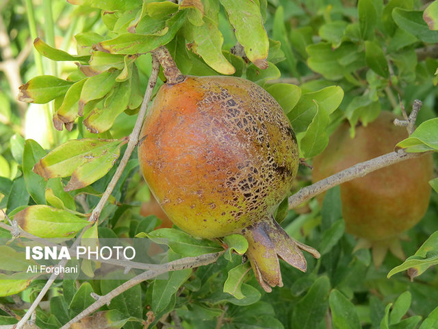 مرگ تدریجی یک برند ملی/ این محصول را به ونتیلاتور وصل کنید