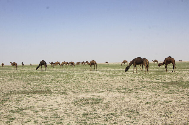 زنگوله حیات در جازموریان به صدا درآمد/ آبگیری ۳۰ درصد تالاب