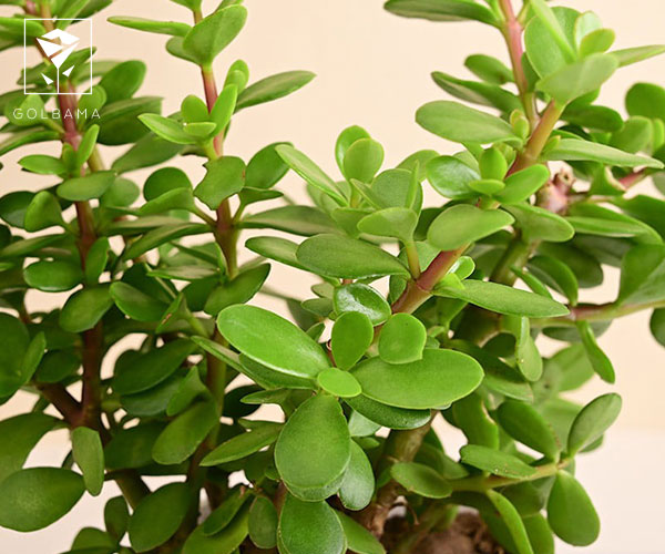 گیاهان آپارتمانی مقاوم در برابر سرما / عکس