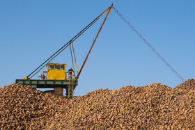دپو چغندر خام در کارخانه قند اصفهان
