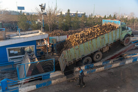 در چرخه تولید قند و شکر، تأمین مواد اولیه یعنی چغندرقند و نیشکر مهم‌ترین مرحله بوده و این صنعت وابستگی بالایی به بخش کشاورزی دارد.