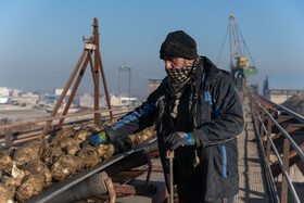 نظارت بر چغندرهای ارسالی به دپو در کارخانه قند اصفهان