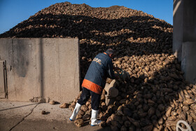 محل شستشو چغندر در کارخانه قند اصفهان