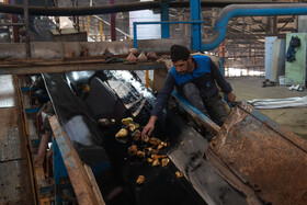 نظارت دستی بر چغندر وارد شده به سالن اصلی کارخانه قند اصفهان