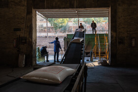 خروج شکر بسته‌بندی شده از انبار به جهت بارگیری