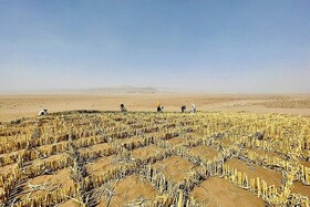 ساقه «نی»، ابزاری تازه برای تثبیت تپه‌های ماسه‌ای