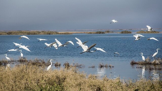 تالاب‌های استان اردبیل میزبان پرندگان مهاجر