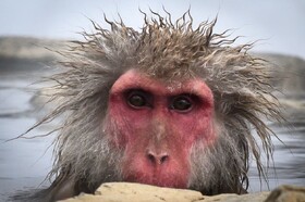 حیات وحش به روایت عکس