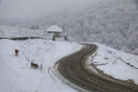 بارش برف زمستانی سوادکوه-مازندران