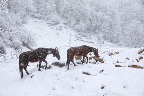 بارش برف زمستانی سوادکوه-مازندران