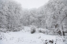 بارش برف زمستانی سوادکوه-مازندران