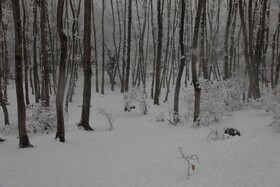 بارش برف زمستانی سوادکوه-مازندران