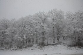 بارش برف زمستانی سوادکوه-مازندران