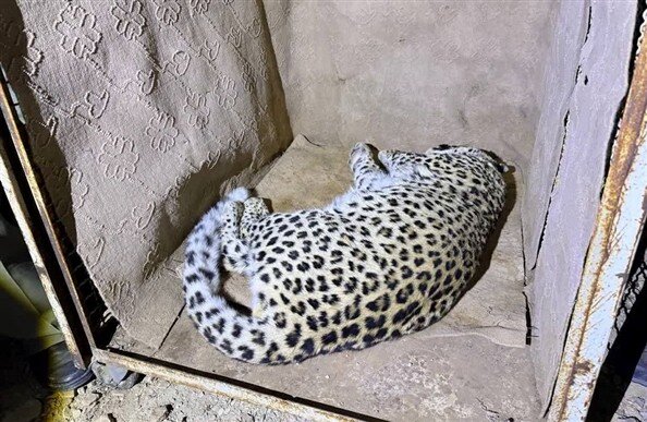 بررسی وضعیت سلامت «پلنگ شهمیرزاد» آغاز شد