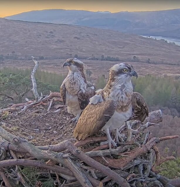 حیات وحش به روایت عکس