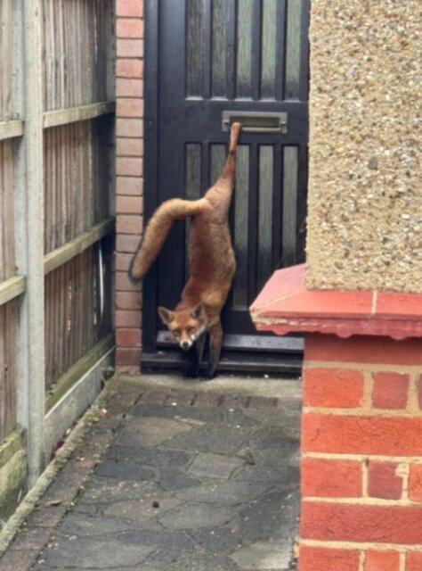 حیات وحش به روایت عکس