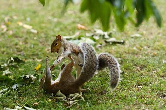 حیات وحش به روایت عکس