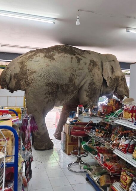 حیات وحش به روایت عکس