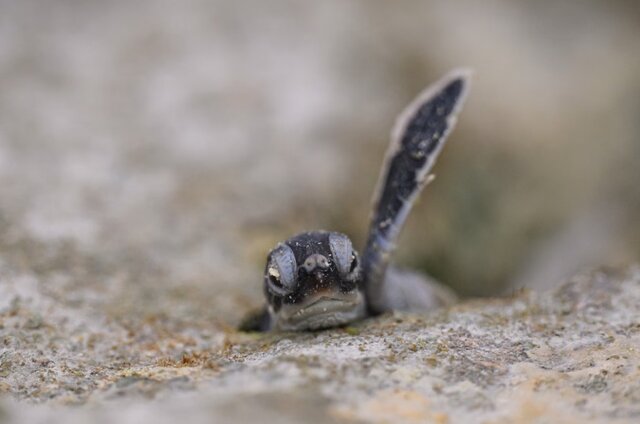 حیات وحش به روایت عکس